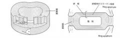 【図2】腰椎椎間板の構造