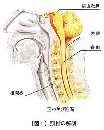 頚椎後縦靱帯骨化症 | 藤枝平成記念病院